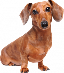 dachshund-dog-2021-08-29-12-58-02-utc